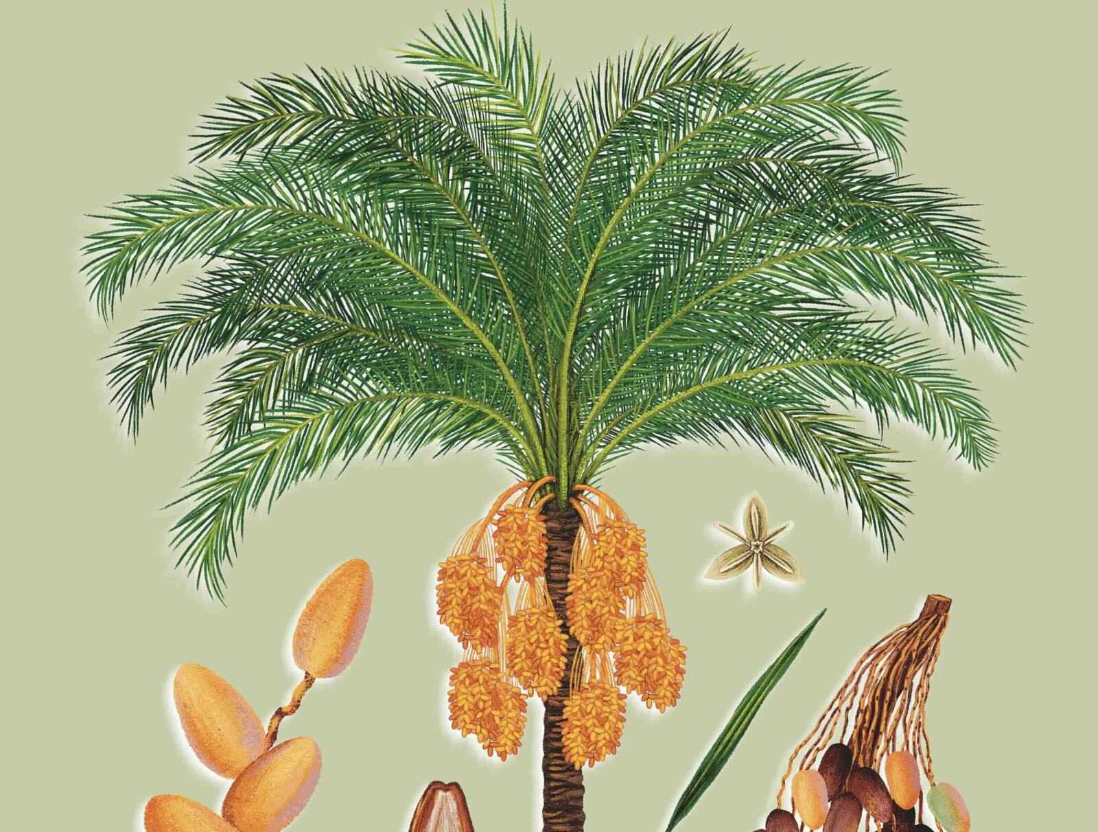 Livre Alula Flora des éditions Assouline