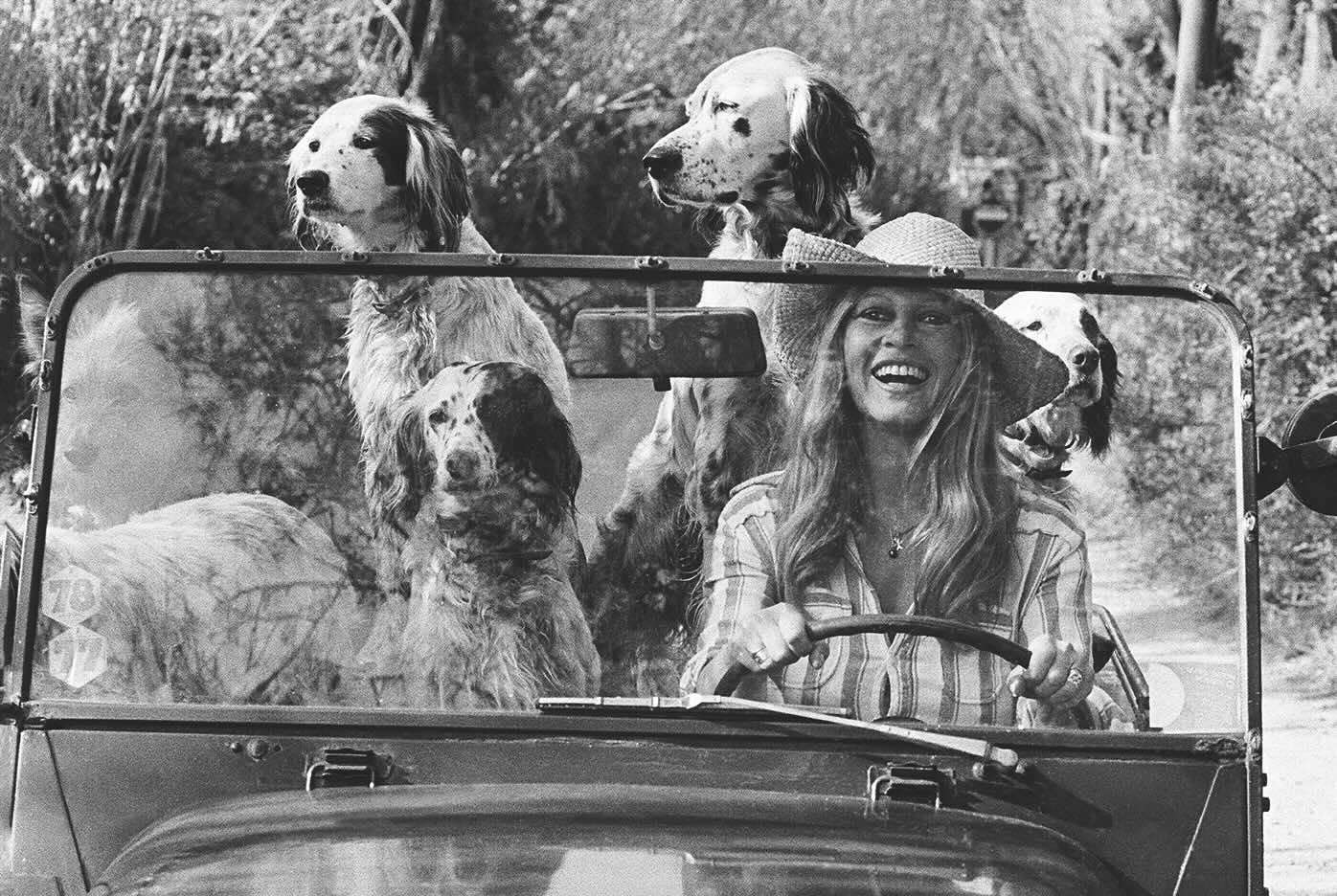 Livre Chic Dogs des éditions Assouline Brigitte Bardot, icône française, ancienne actrice, chanteuse, mannequin, et activiste des droits des animaux, conduit sa Mini Moke avec ses chiens bien-aimés à Saint-Tropez, en France. © Michou Simon/Paris Match via Getty Images